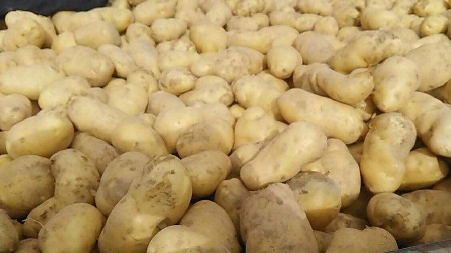 青海土豆农家自种马铃薯白洋芋品质量大从优自产自销欢迎采购主营产品